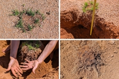 Die Wurzeln der ring-bildenden Gräser sind lang